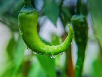 青白江区食堂谈蔬菜配送,这六项服务边界先问清 青白江区食堂谈蔬菜配送,这六项服务边界先问清